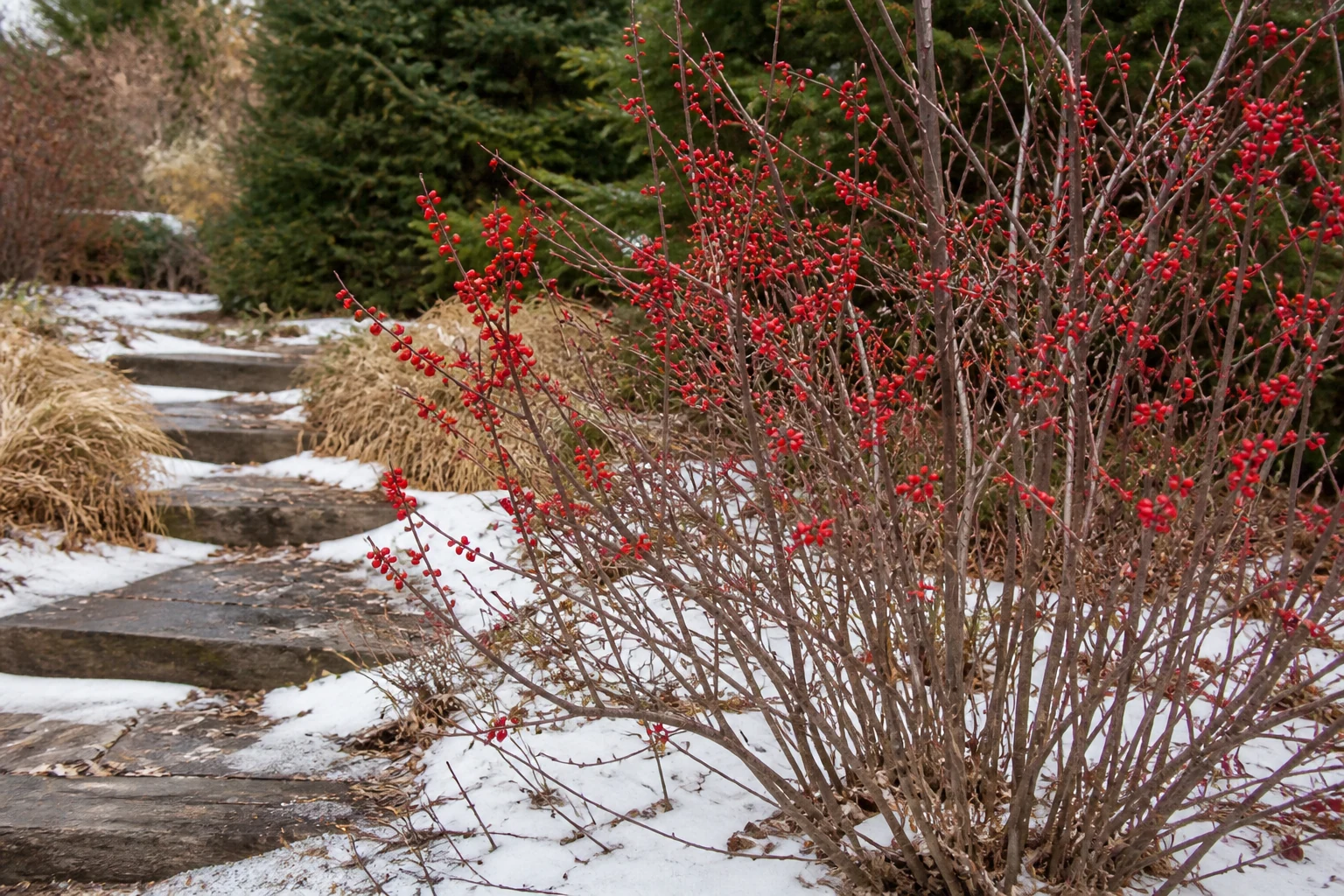 Leafless winterberry holly covered with red berries beside a snowy stone path and dormant grasses
