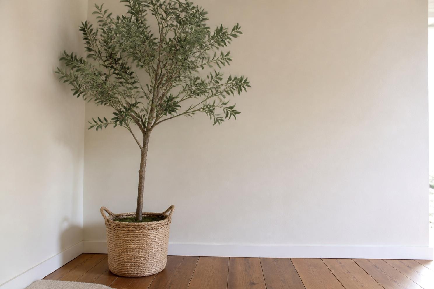 A tall potted olive tree standing in an empty corner beside a plain wall