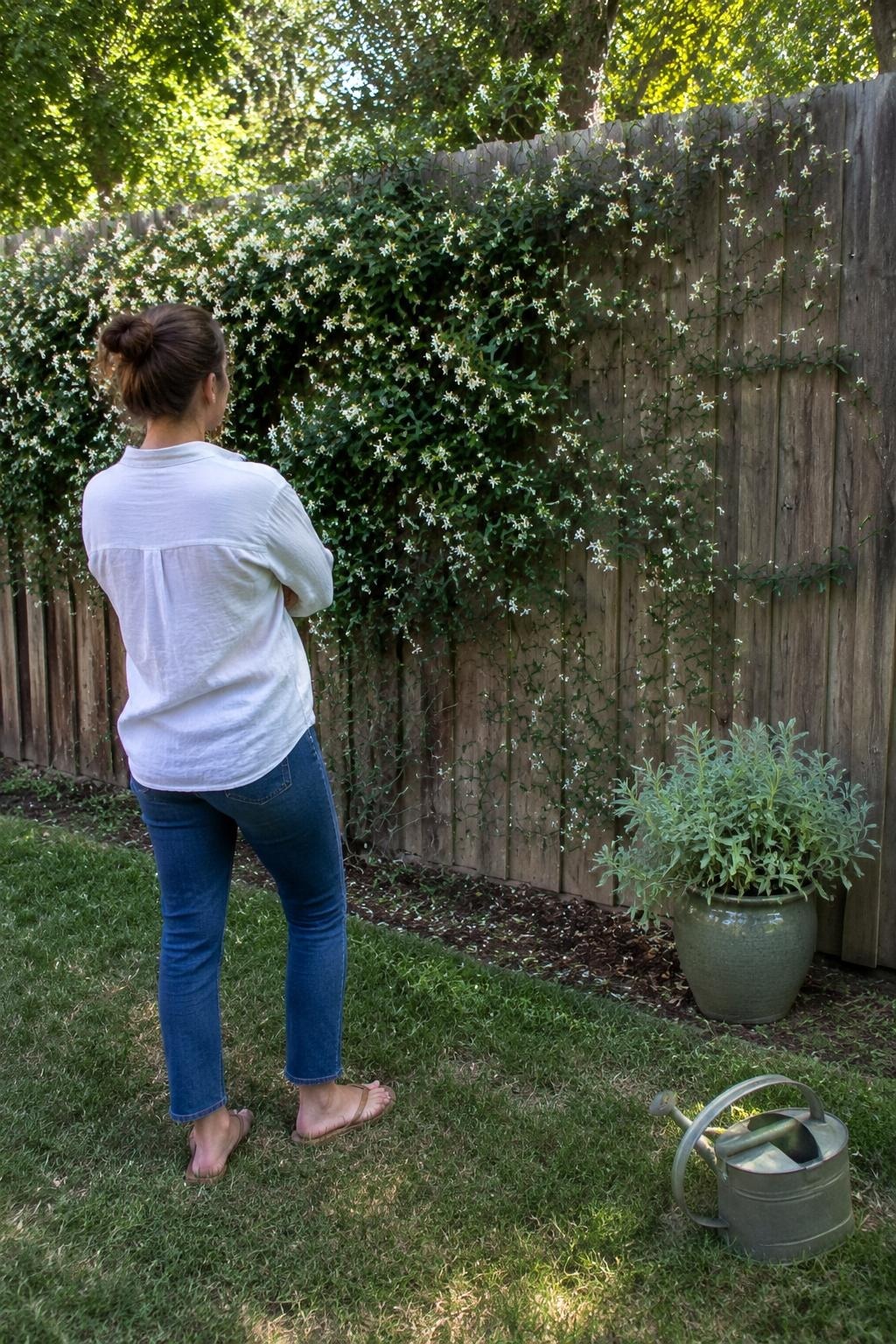 A homeowner standing back to look at a wood fence two-thirds covered in flowering vine in late summer