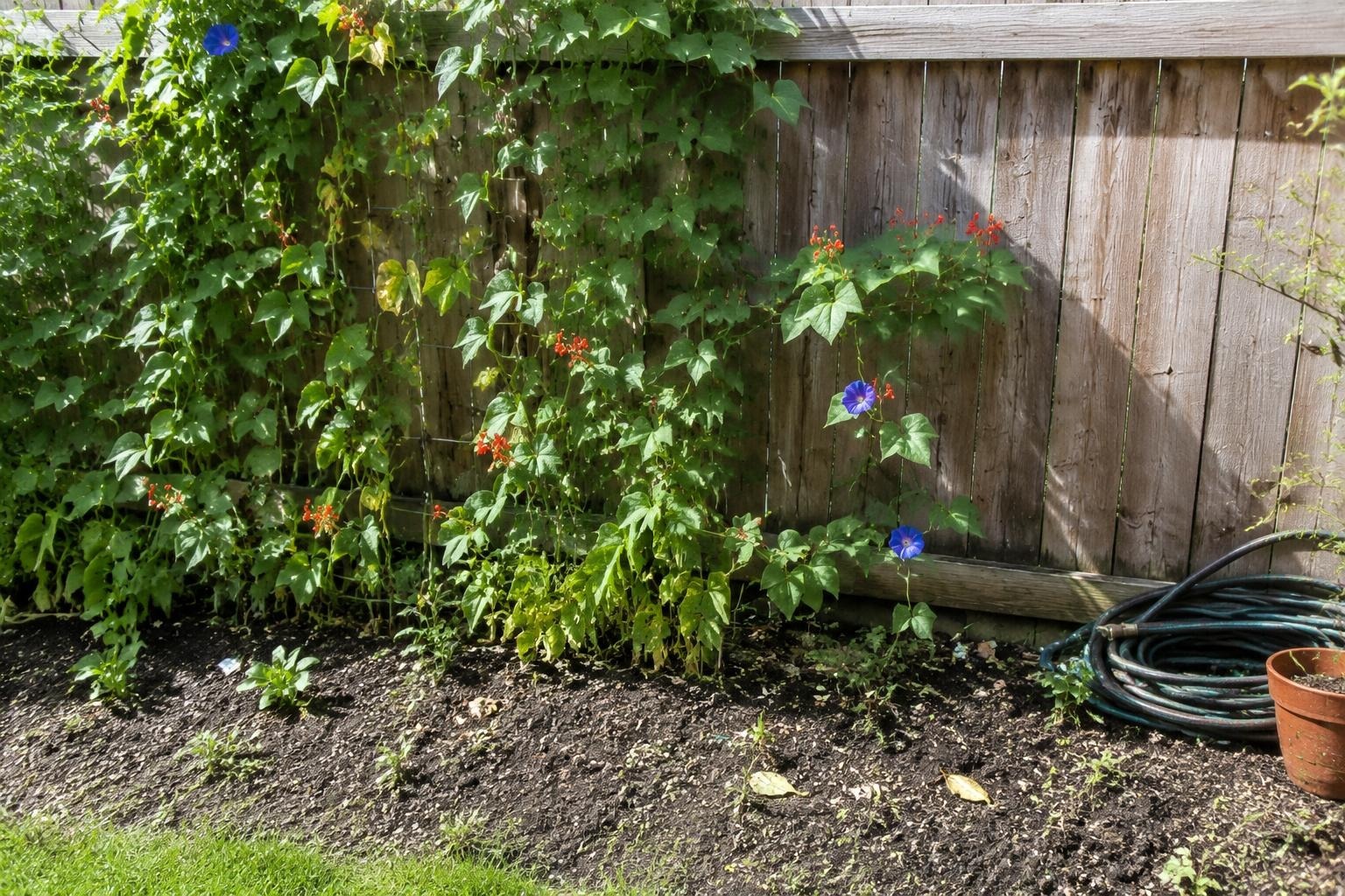 9 Privacy Vines That Cover a Fence in One Summer