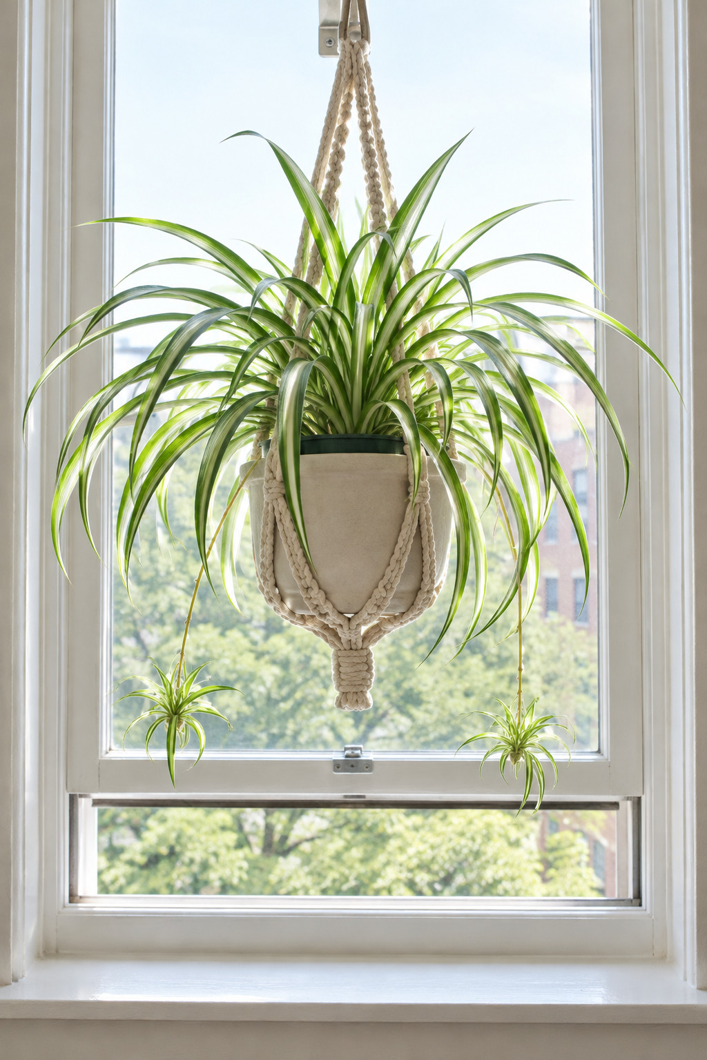 A bathroom scale with a six inch potted pothos on it before and after watering on a kitchen counter