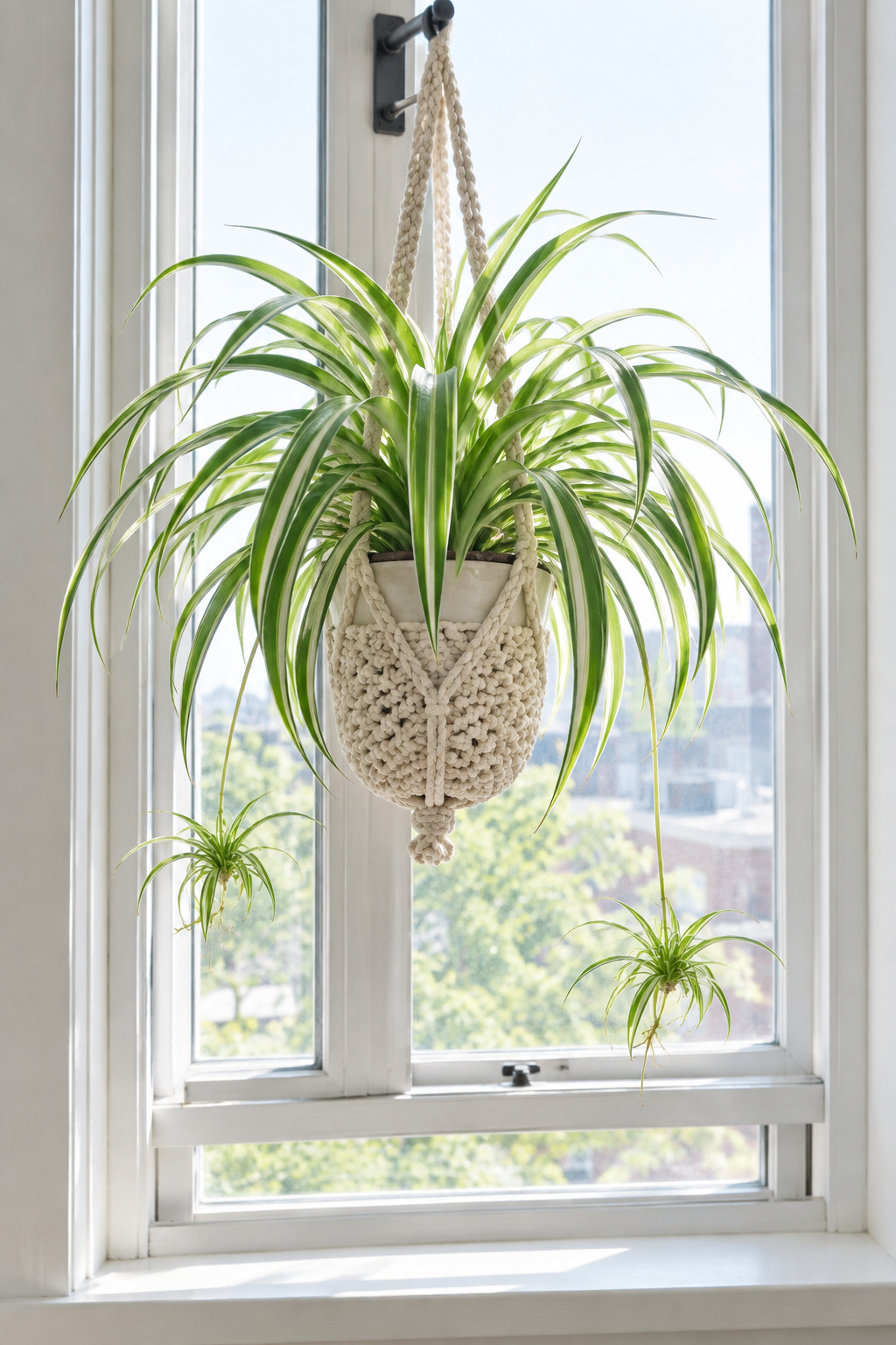 A spider plant hanging at chest height in front of a rental window with a cachepot inside the macrame hanger