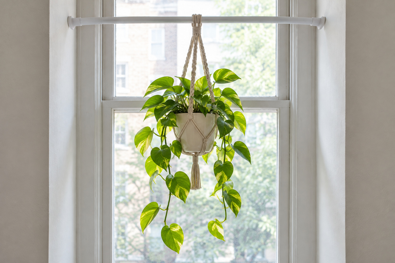 Hang Plants Without Drilling: A Renter's Guide