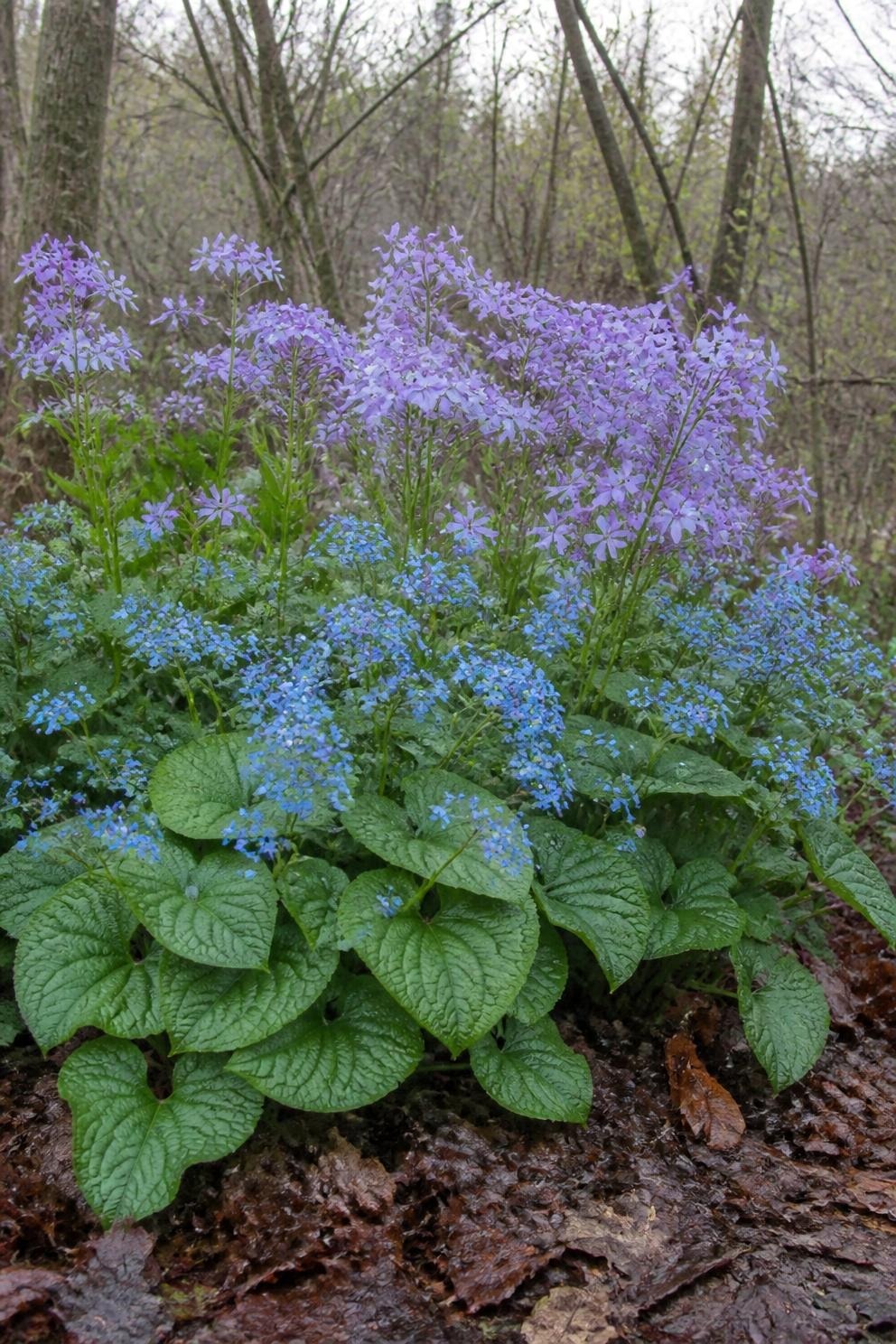 Blue brunnera and lilac woodland phlox flowering together in a shaded spring border