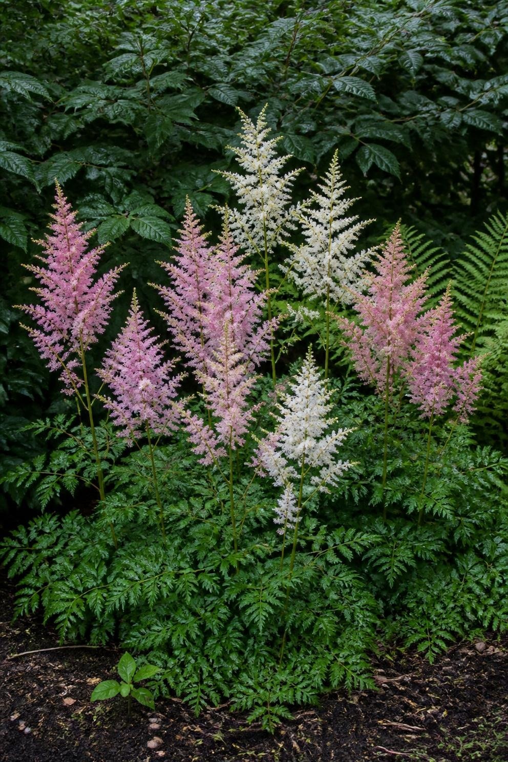 Pink and white astilbe plumes flowering in a moist shaded border in summer