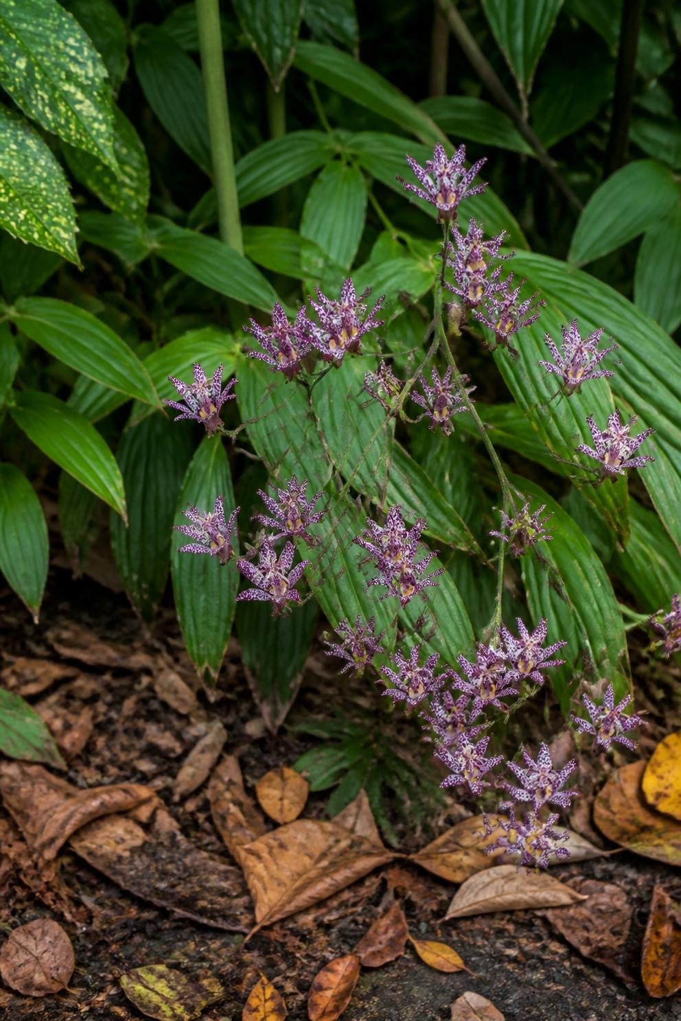 Spotted purple and white toad lily flowers on arching stems at the front of a shaded autumn border