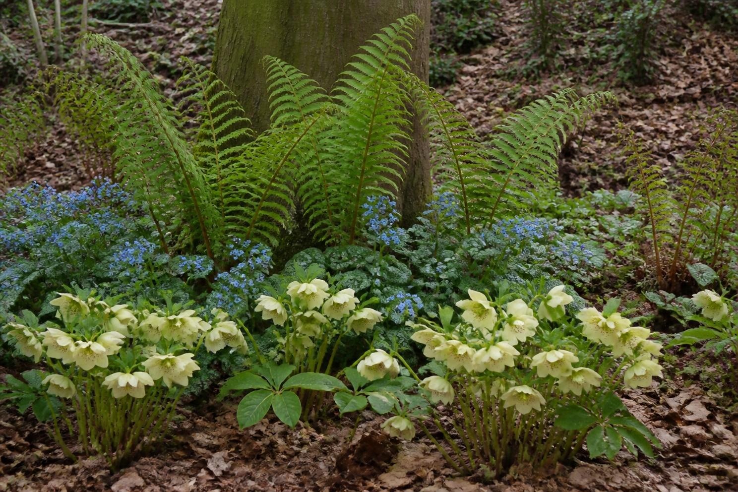 Shade Perennials That Actually Flower, Season by Season