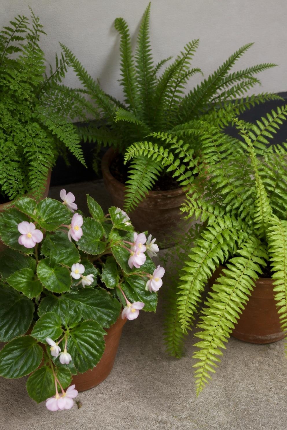 A grouped set of containers planted with ferns, begonias and caladium on a shaded balcony