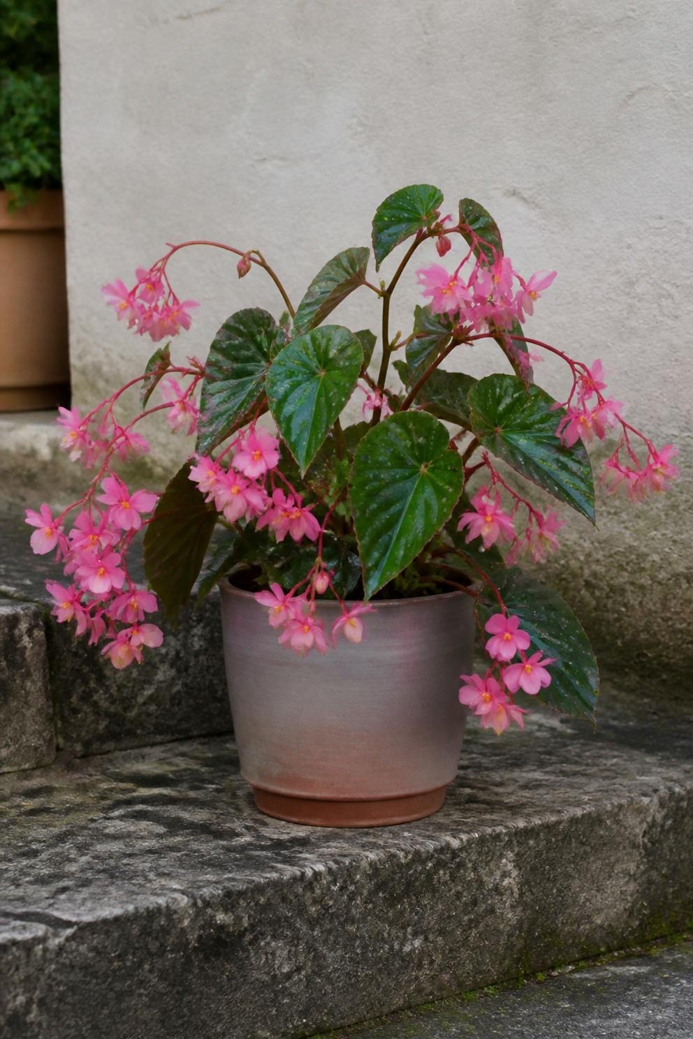A container planted with pink dragon wing begonia and trailing green foliage on a shaded step