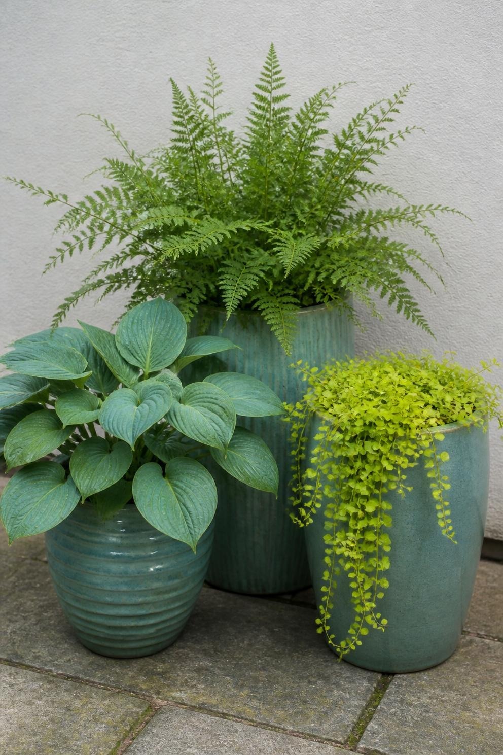 Three grouped containers of different heights planted with hosta, fern and trailing creeping jenny
