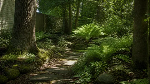 A Shady Backyard Corner With Moss, Ferns, and Stone