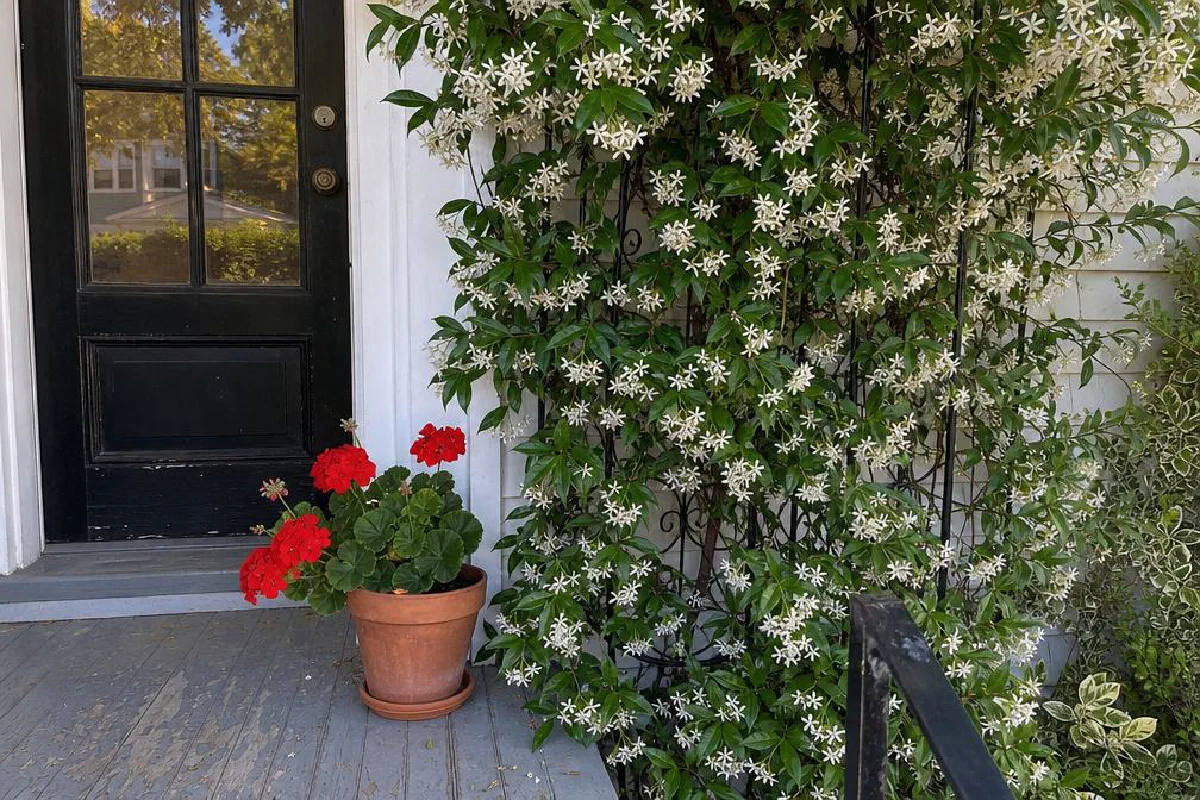 Plant Star Jasmine by the Door. The Fragrance Does the Rest.