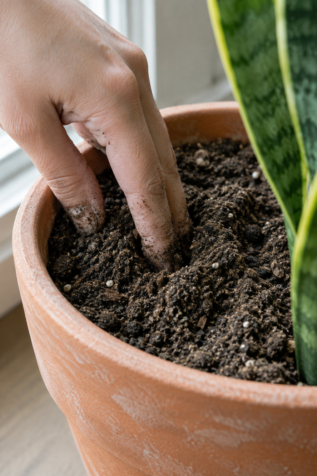 A hand with two fingers pushed two inches into the dark potting mix of a potted snake plant on a windowsill